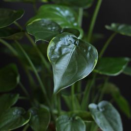 Алоказия Кукуллата (Alocasia Cucullata)