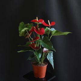 Антуриум андрианум туренза красный в горшке 40-60см (Anthurium andreanum turenza)