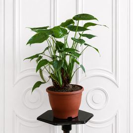 Алоказия Кукуллата (Alocasia Cucullata) 60 см
