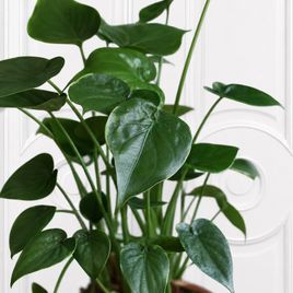 Алоказия Кукуллата (Alocasia Cucullata) 60 см