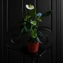 Антуриум Андрианум Туренза (Anthurium andreanum ‘Turenza’) 40-60 см белый в горшке