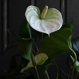 Антуриум Андрианум Туренза (Anthurium andreanum ‘Turenza’) 40-60 см белый в горшке