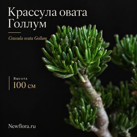 Крассула овата Голлум «денежное дерево» высота 100 см