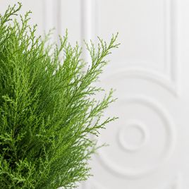 Купрессус Вилма, Лимонный кипарис (Cupressus macrocarpa ‘Goldcrest Wilma’) 60 см