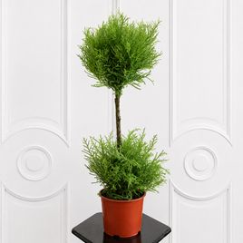 Купрессус Вилма, Лимонный кипарис (Cupressus macrocarpa ‘Goldcrest Wilma’) 60 см
