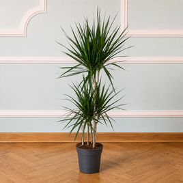 Драцена Маргината (Dracaena Marginata) 120 см,  3 стебля в горшке