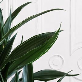 Драцена Фрагранс Варнески (Dracaena Fragrans Warneckii) 100 см в горшке