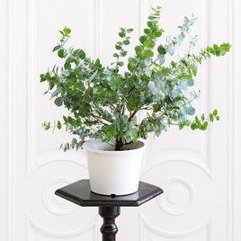 Эвкалипт Ганна (Eucalyptus gunnii) 40 см в горшке