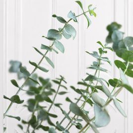 Эвкалипт Ганна (Eucalyptus gunnii) 40 см в горшке