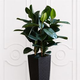 Фикус эластика «Робуста» (Ficus elastica «Robusta») 100см, 2 ствола