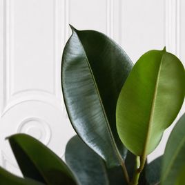 Фикус эластика «Робуста» (Ficus elastica «Robusta») 100см, 2 ствола