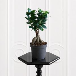 Фикус Микрокарпа Гинсенг (Ficus microcarpa Ginseng) 30 см