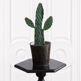 Кактус опунция «Opuntia» 40 см