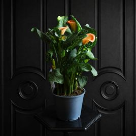 Калла в горшке (Zantedeschia hybrida) 40см оранжевая