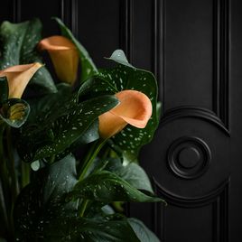 Калла в горшке (Zantedeschia hybrida) 40см оранжевая