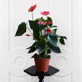 Антуриум Андрианум Туренза (Anthurium andreanum ‘Turenza’) 40-60см розовый в горшке