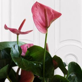 Антуриум Андрианум Туренза (Anthurium andreanum ‘Turenza’) 40-60см розовый в горшке