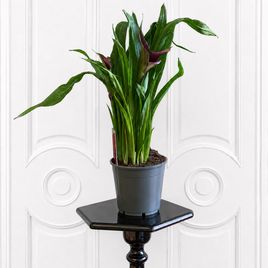 Калла в горшке (Zantedeschia hybrida) 40 см фиолетовая