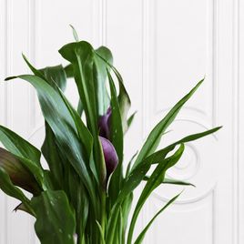 Калла в горшке (Zantedeschia hybrida) 40 см фиолетовая