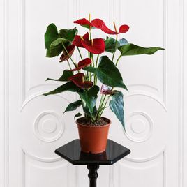 Антуриум Андрианум Туренза (Anthurium andreanum ‘Turenza’) 40-60 см красный в горшке
