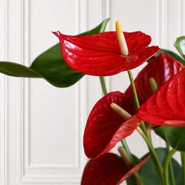 Антуриум Андрианум Туренза (Anthurium andreanum ‘Turenza’) 40-60 см красный в горшке