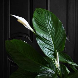 Спатифиллум Жемчужный купидон (Spathiphyllum ‘Pearl Cupido’) 50см
