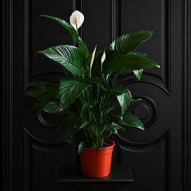 Спатифиллум Жемчужный купидон (Spathiphyllum ‘Pearl Cupido’) 50см