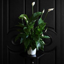 Спатифиллум Свит Лауретта (Spathiphyllum ‘Sweet Lauretta’) 90 см