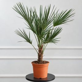 Трахикарпус Форчуна (Trachycarpus fortunei) высота 100 см