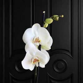 Орхидея фаленопсис (Phalaenopsis hybrid ‘Formidable’) в горшке белая (2 ствола) 60см