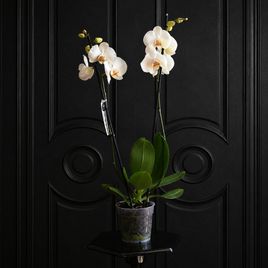 Орхидея фаленопсис (Phalaenopsis hybrid ‘Formidable’) в горшке белая (2 ствола) 60см