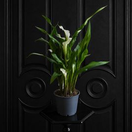 Калла в горшке (Zantedeschia hybrida) 40см белая