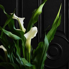 Калла в горшке (Zantedeschia hybrida) 40см белая
