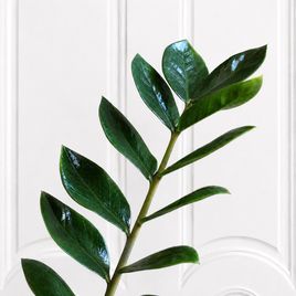 Замиокулькас «Zamiifolia» 120 см, 9-10 стеблей
