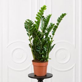 Замиокулькас «Zamiifolia» 120 см, 14-15 стеблей