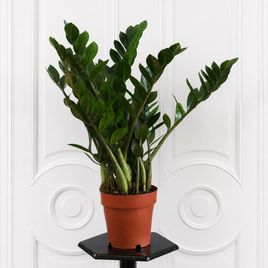 Замиокулькас «Zamiifolia» 120 см, 9-10 стеблей