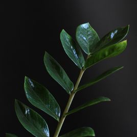 Замиокулькас «zamiifolia» (1,2 метра, 15 стеблей)