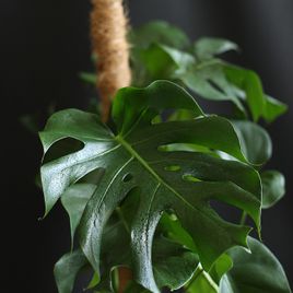 Монстера делициоза на опоре (Monstera Deliciosa)