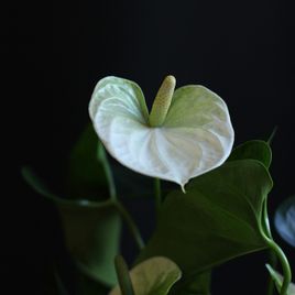 Антуриум андрианум туренза белый в горшке 40-60см (Anthurium andreanum turenza)