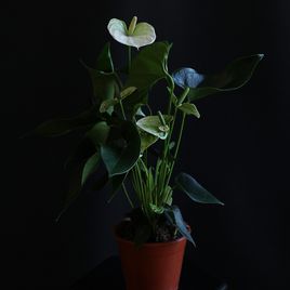 Антуриум андрианум туренза белый в горшке 40-60см (Anthurium andreanum turenza)