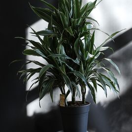 Драцена Фрагранс Варнески высотой 100см в горшке (Dracaena Fragrans Warneckii)
