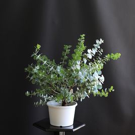 Эвкалипт Ганна (Eucal Gunnii) в горшке (высота 40см)