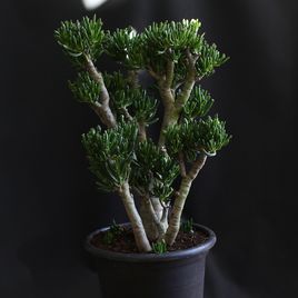 Крассула овата Голлум (Crassula ovata Gollum)