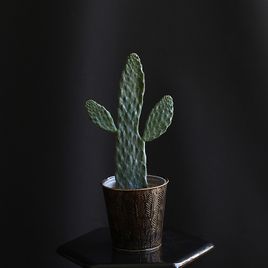 Кактус опунция (Opuntia In Pot Mix)