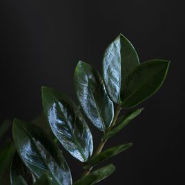 Замиокулькас «zamiifolia» (120 сантиметров, 10 стеблей)