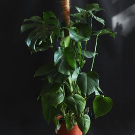 Монстера делициоза на опоре (Monstera Deliciosa)