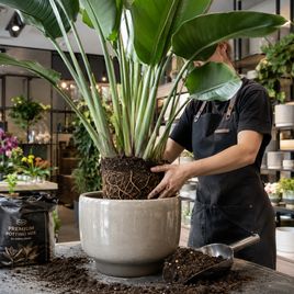 Пересадка вашего растения в Newflora (услуга)