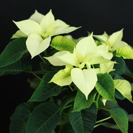 Пуансеттия, Молочай Красивейший белый (Euphorbia pulcherrima)