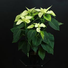 Пуансеттия, Молочай Красивейший белый (Euphorbia pulcherrima)