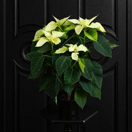 Пуансеттия (Euphorbia pulcherrima) белая 40 см